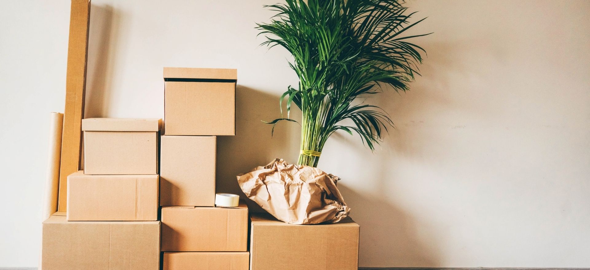 Carton boxes with plant for relocation